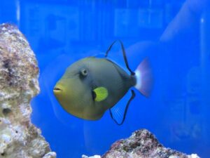 Pinktail Triggerfish