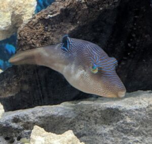 Blue Spotted Puffer