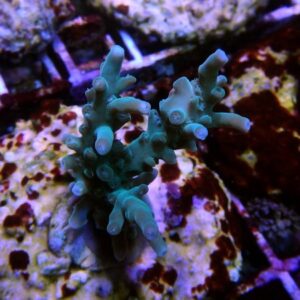 Ice Queen Acropora