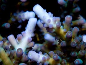 Ice Tortuosa Acropora