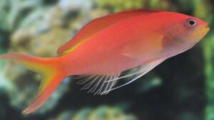 Ignitus Anthias