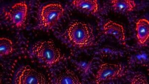 Illuminati Zoanthids