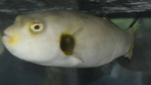 Immaculatus Puffer