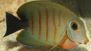 Indian Mimic Surgeonfish