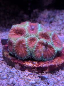 Indo Christmas Favia