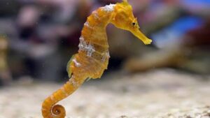 Ingens Seahorse