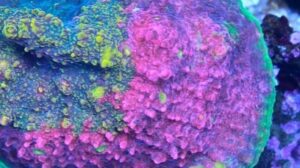 Insane Watermelon Chalice