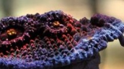 Intergalactic Chalice