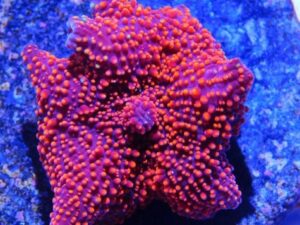 Interstellar Mushrooms Rhodactis