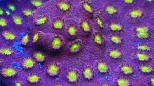 Bling Bling Cyphastrea