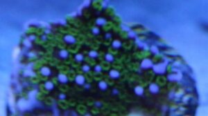 Blue Summit Montipora