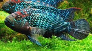 Jack Dempsey Cichlid