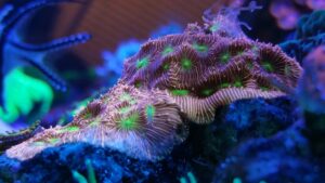 Jack O Lantern Lepto