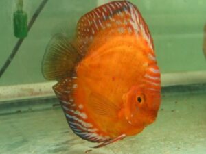 Jack Wattley Red Panda Discus