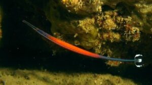 Janss Pipefish