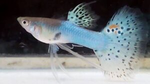 Japan Blue Guppy