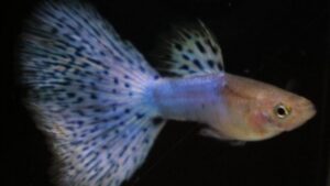 Japan Blue Red Grass Guppy