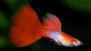 Japan Blue Red Tail Guppy