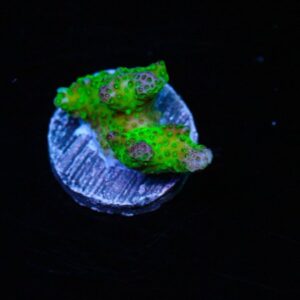 Lemon Lime Pocillopora