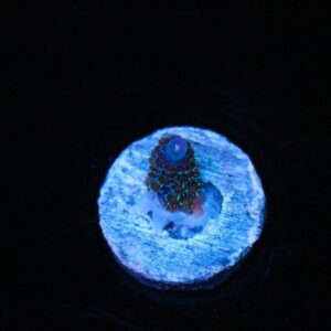 Palmers Blue Mille Acropora