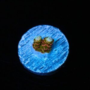 Solar Flare Acropora