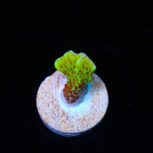Suntan Digi Montipora