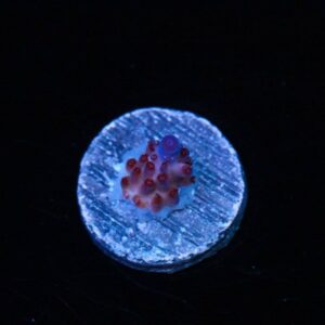 The Unknown Acropora