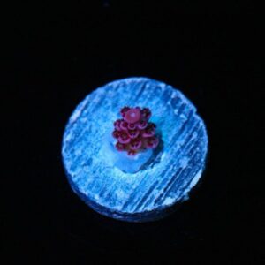 Tierra Del Fuego Acropora