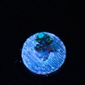 Ultimate Stag Acropora