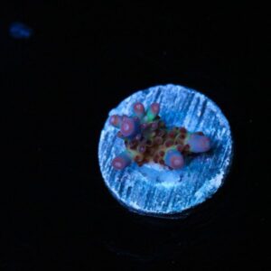 Vivid Rainbow Delight Acropora