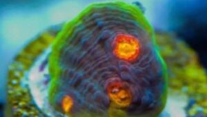 Crazy Fox Chalice Mycedium