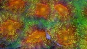 Pumpkin Passion Favia