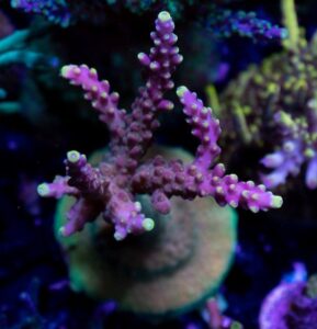 Terra Nova Acropora