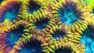 Yellow Submarine Favia