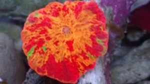 Jawbreaker Discosoma Mushroom