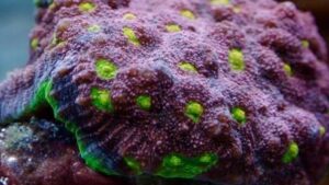 Jaydas Watermelon Chalice