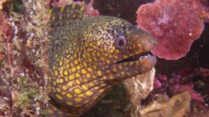 Jeweled Moray Eel