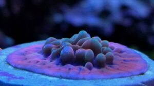 Altered Ego Montipora