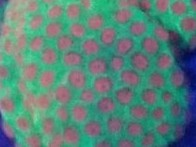 Jingle Bells Cyphastrea