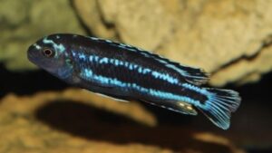 Johanni Cichlid