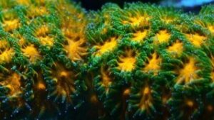 John Deere Leptastrea