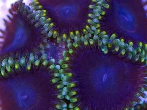 Joker Zoas