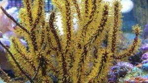 Golden Gorgonian
