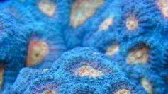 Justin Credabels Ventura Favia