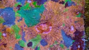 Kaleidoscope Chalice