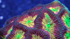 Kaliedoscope Brain Coral