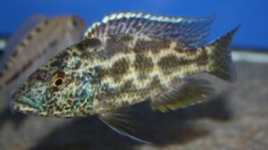 Kaligono Cichlids