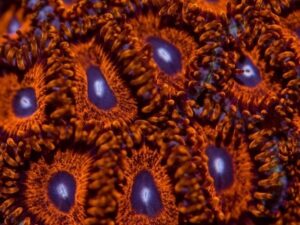 Kedd Red Zoas