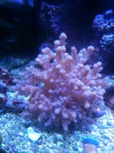 Kenya Tree Coral