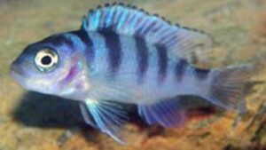 Kenyi Cichlid